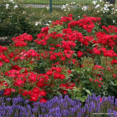 Róża rabatowa z certyfikatem ADR &#39;Black Forest Rose&#39; Rosa