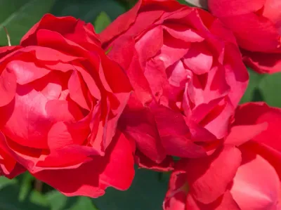 Róża rabatowa z certyfikatem ADR &#39;Cherry Bonica&#39; Rosa