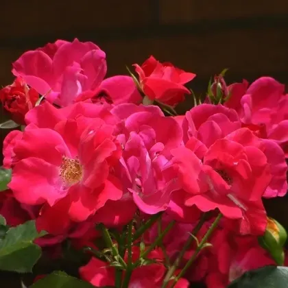 Róża rabatowa z certyfikatem ADR &#39;Knock Out&#39;® Rosa