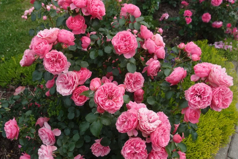 Róża rabatowa z certyfikatem ADR &#39;Leonardo Da Vinci&#39;® Rosa
