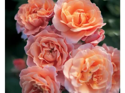 Róża rabatowa z certyfikatem ADR &#39;Marie Curie&#39; Rosa