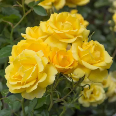 Róża rabatowa z certyfikatem ADR &#39;Rayon De Soleil Golden Bonica&#39; Rosa