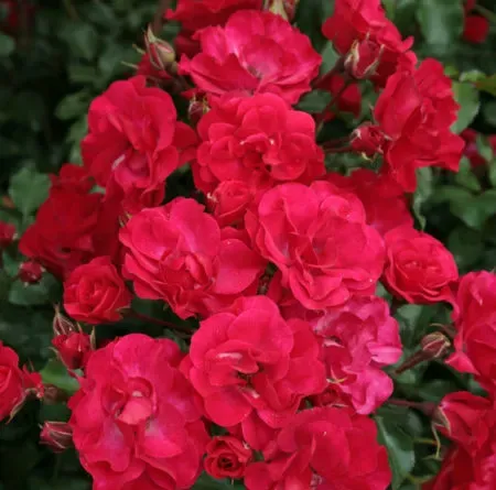 Róża rabatowa z certyfikatem ADR Rigo Rosen® &#39;Rotilia&#39;® Rosa