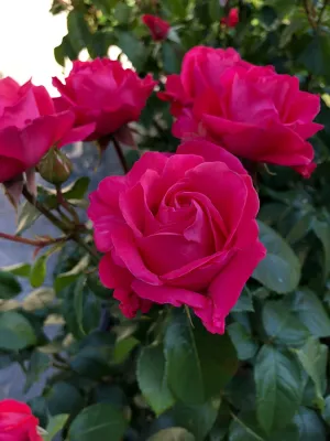 Róża wielkokwiatowa Eleganza® &#39;Cherry Lady&#39; Rosa