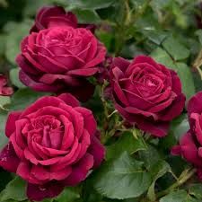 Róża wielkokwiatowa z certyfikatem ADR Parfuma® &#39;Grafin Diana&#39;® Rosa