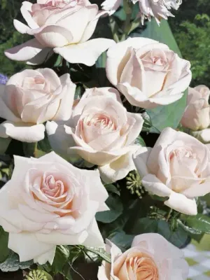 Róża wielkokwiatowa z certyfikatem ADR &#39;Prince Jardinier&#39; Rosa