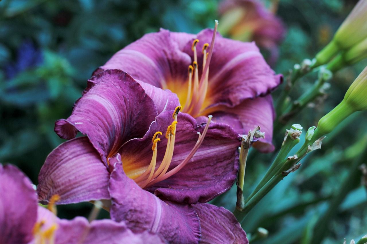 Liliowiec &#39;Breeze&#39; Hemerocalis