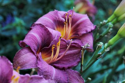 Liliowiec &#39;Breeze&#39; Hemerocalis