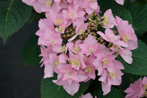 Hortensja piłkowana Flair &amp; Flavours® &#39;Pink Sweetheart&#39; Hydrangea serrata