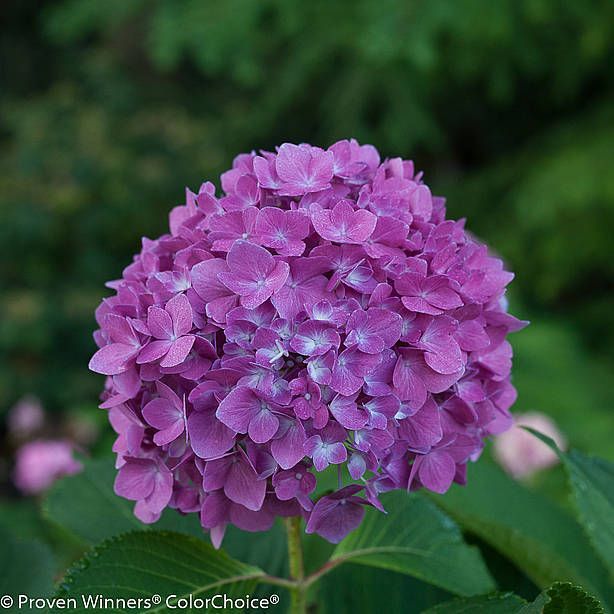 Hortensja Flair &amp; Flavours® &#39;Blackcurrant Muffin&#39; Hydrangea