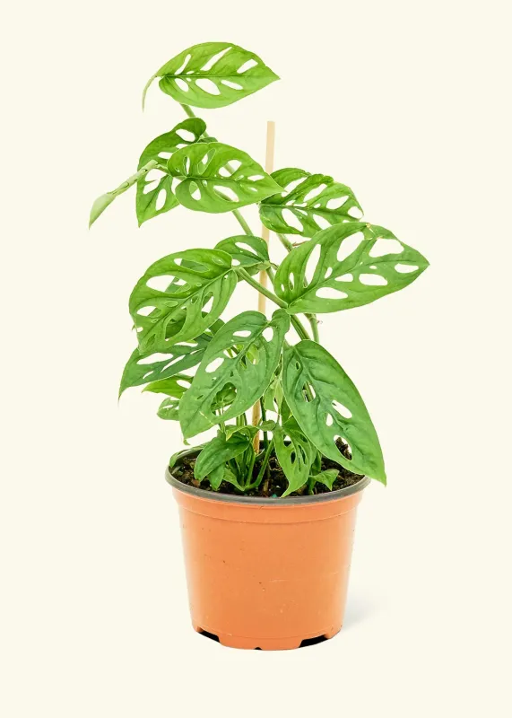 Monstera adansonii