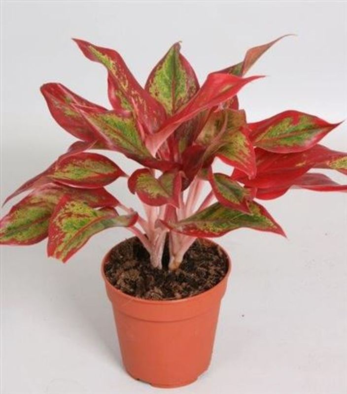 Aglaonema &#39;Crete Flame’