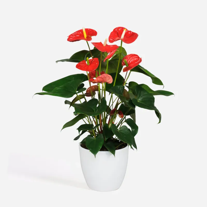 Anturium &#39;Mauii Red&#39; Anthurium