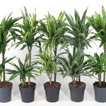 Dracena mix Dracaena fragans
