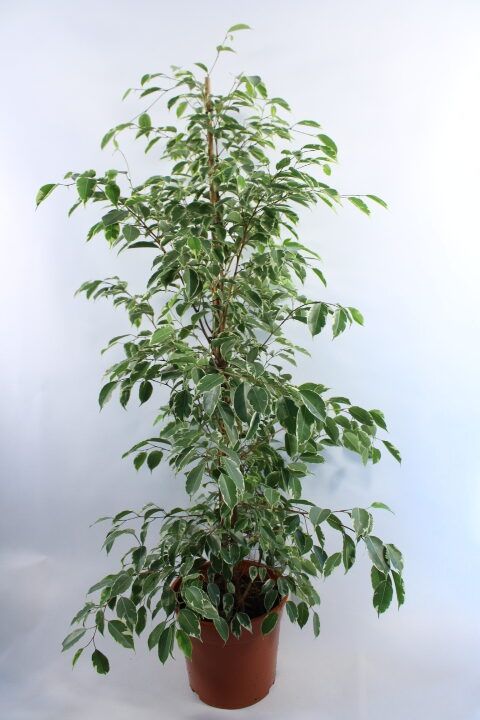 Figowiec mix Ficus benjamina