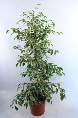 Figowiec mix Ficus benjamina