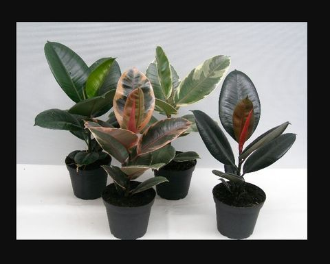 Figowiec mix Ficus elastica