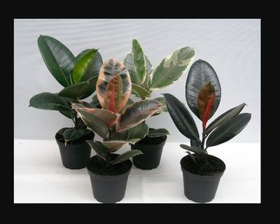 Figowiec mix Ficus elastica