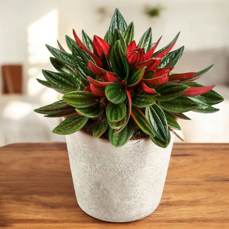 Peperomia kędzierzawa &#39;Rosso&#39; Peperomia caperata