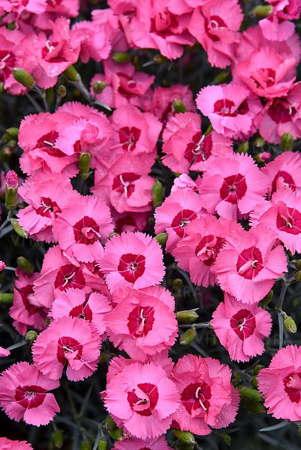 Goździk &#39;Angel of Hopes&#39; Dianthus hybrida
