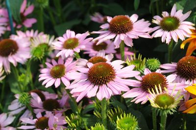 Jeżówka &#39;Cornetto Melon&#39; Echinacea hybrida