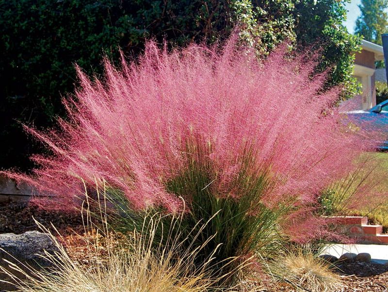 Różowa mgiełka Muhlenbergia capillaris