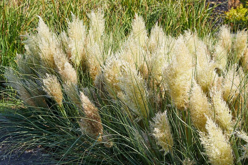 Trawa pampasowa &#39;Tiny Pampa&#39;® Cortaderia