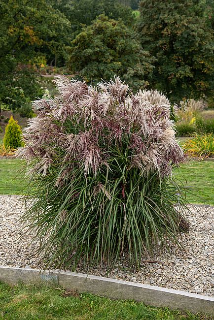 Miskant chiński &#39;Boucle&#39; Miscanthus sinensis