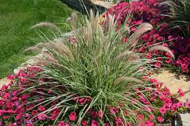 Rozplenica &#39;Sky Rocket&#39; Pennisetum advena