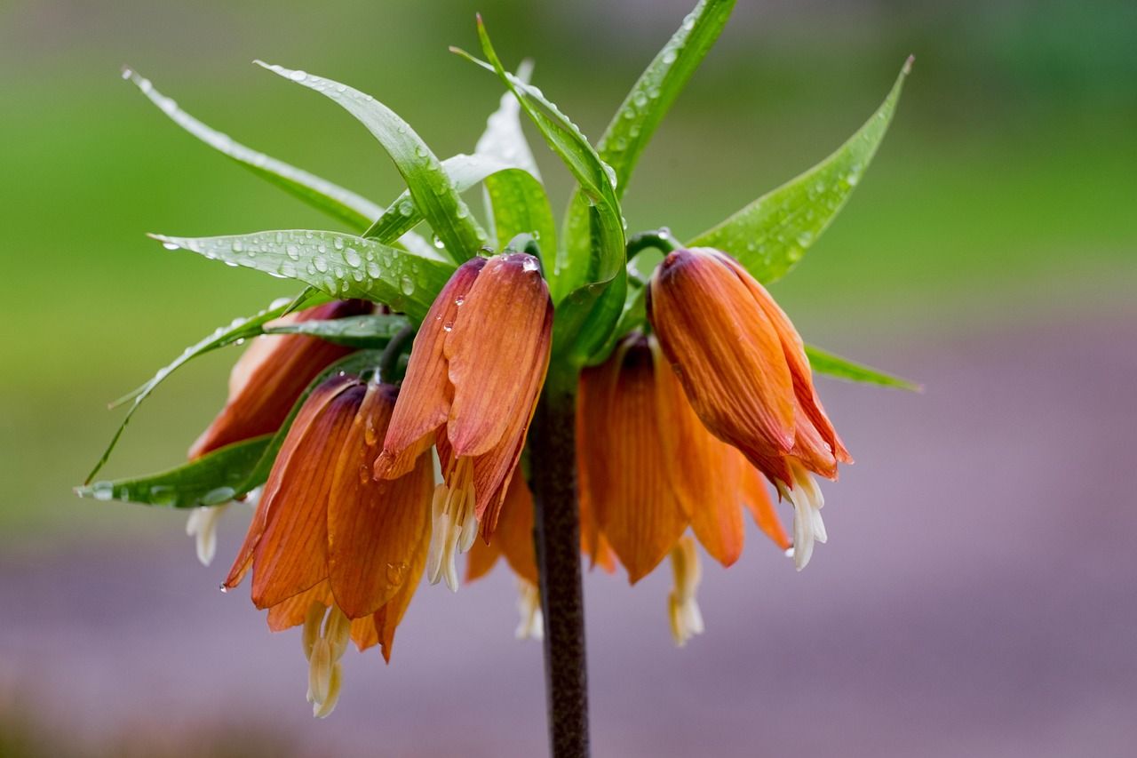 Cesarska korona &#39;Orange Beauty&#39; Fritillaria