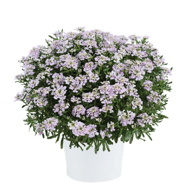 Ubiorek &#39;First Flush Lavender&#39; Iberis sempervirens