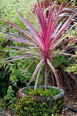 Kordylina Australijska &#39;Pink Passion&#39; Cordyline