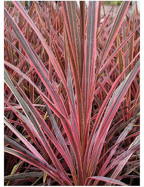 Kordylina Australijska &#39;Southern Splendour&#39; Cordyline
