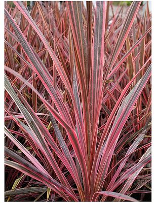 Kordylina Australijska &#39;Southern Splendour&#39; Cordyline