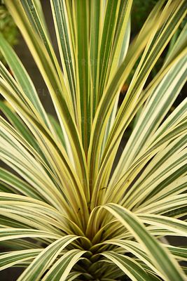 Kordylina Australijska &#39;Torbay Dezzler&#39; Cordyline