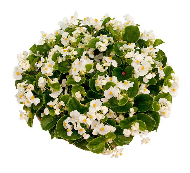 Begonia stale kwitnąca biała