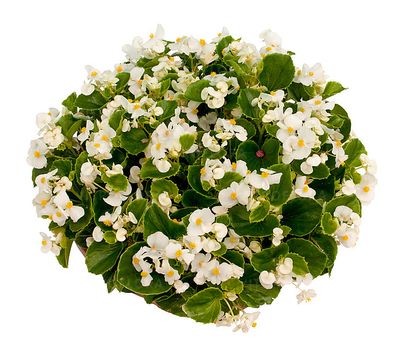 Begonia stale kwitnąca biała