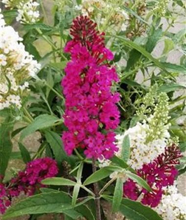 Budleja Davida &#39;Summer Bird® Raspberry&#39; Buddleja davidii