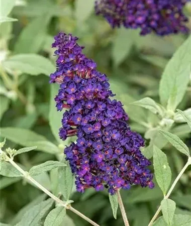 Budleja Davida &#39;Summer Bird® Midnight Blue&#39; Buddleja davidii