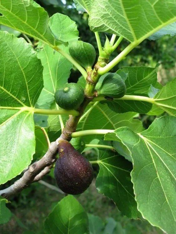 Figowiec &#39;Brown Turkey&#39; Ficus