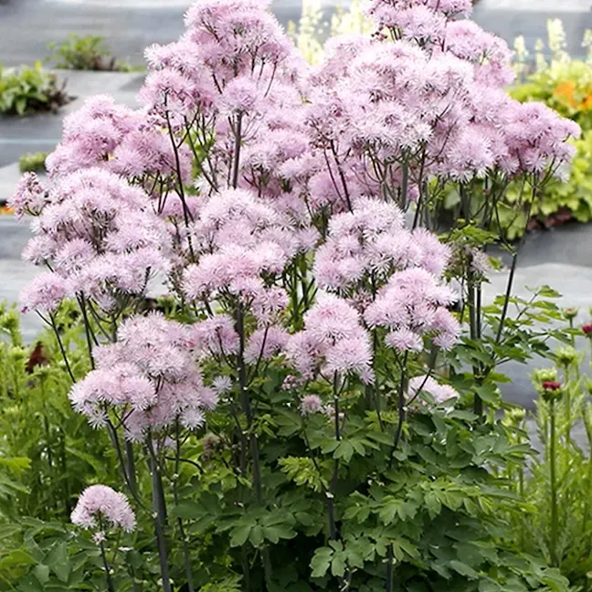 Rutewka &#39;Nimbus™ Pink&#39; Thalictrum