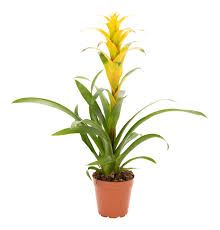 Guzmania &#39;Mirador&#39;
