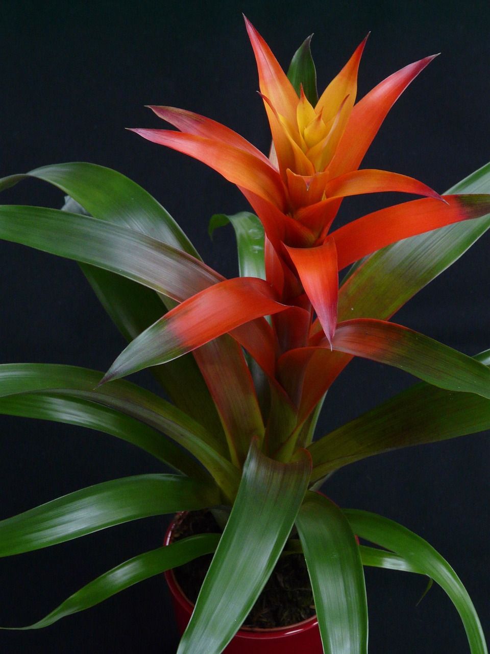 Guzmania &#39;Ostara&#39;