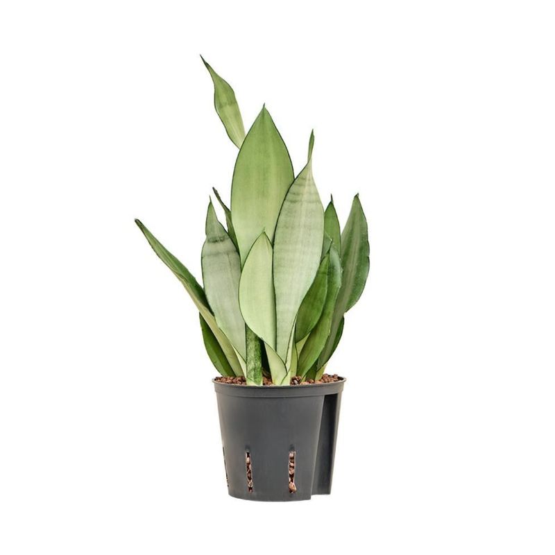 Sansewieria &#39;Moonshine&#39; Sansevieria