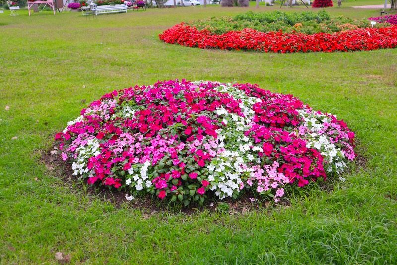 Niecierpek waleriana Imara mix kolorów Impatiens