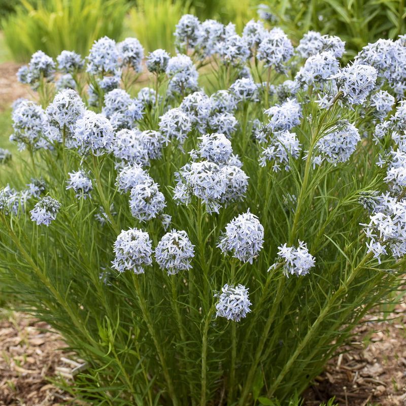 Amzonia &#39;String Theory&#39; Amsonia tabernaemontana