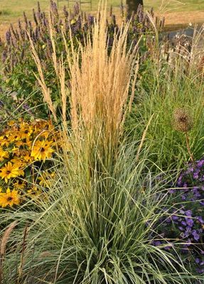 Trzciniak &#39;Overdam&#39; Calamagrostis acutiflora