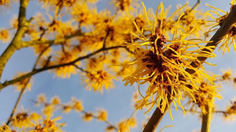 Oczar pośredni &#39;Westerstede&#39; Hamamelis intermedia