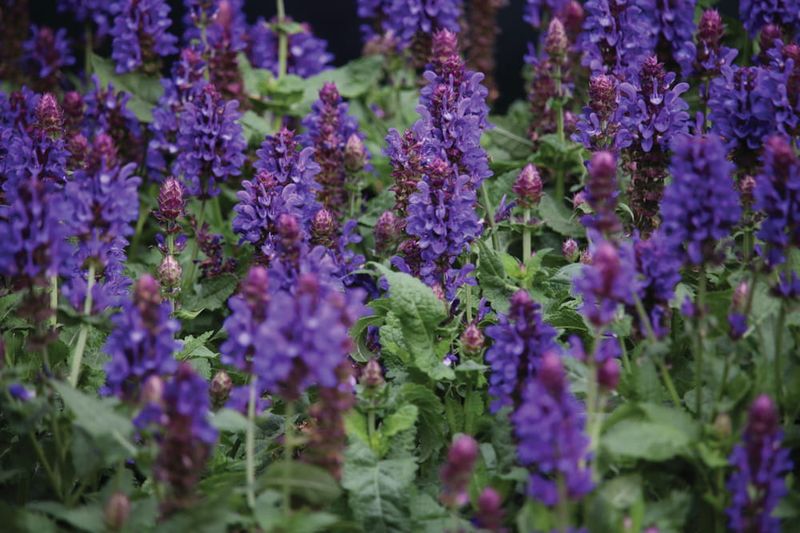 Szałwia omszona 'Marvel Blue' Salvia nemorosa