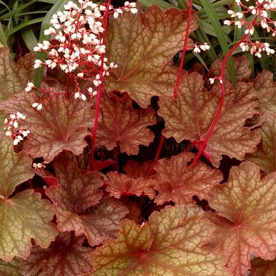 Żurawka &#39;Rio&#39; Heuchera